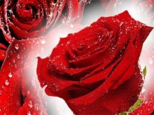 Red Roses Jigsaw Puzzle